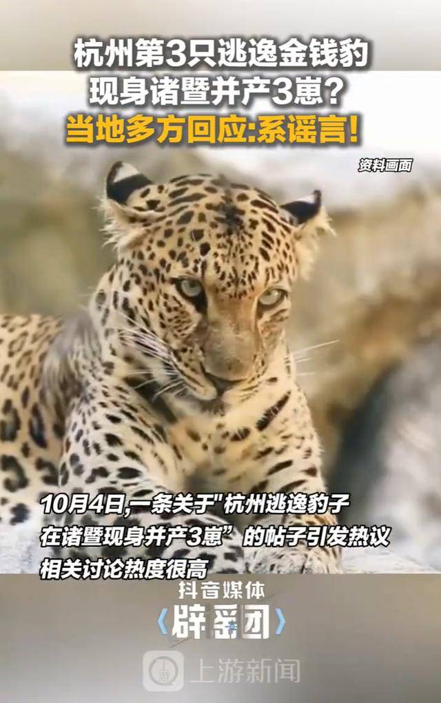 杭州逃逸豹子现身产3崽系谣言