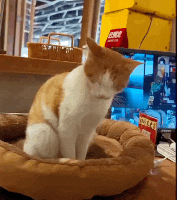 老板:"幺儿可不是流浪猫,是我的乖乖!