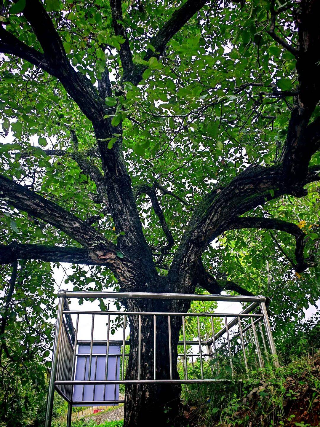 商洛西环路边发现一棵清代古树,历经风云变幻仍枝繁叶茂果实累累