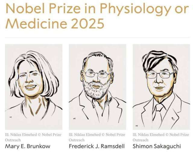 2025年诺贝尔生理学或医学奖解读：他们找到了免疫系统的“安全卫士”