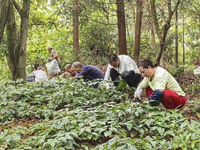 贵州江口官和：党建别样红 产业遍地金