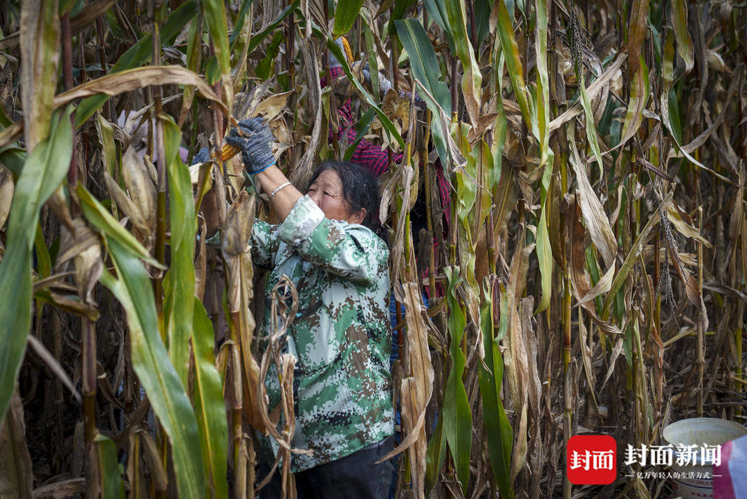破记录秋雨致玉米发芽霉变，河南焦作种植户泥泞中忙抢收｜图集
