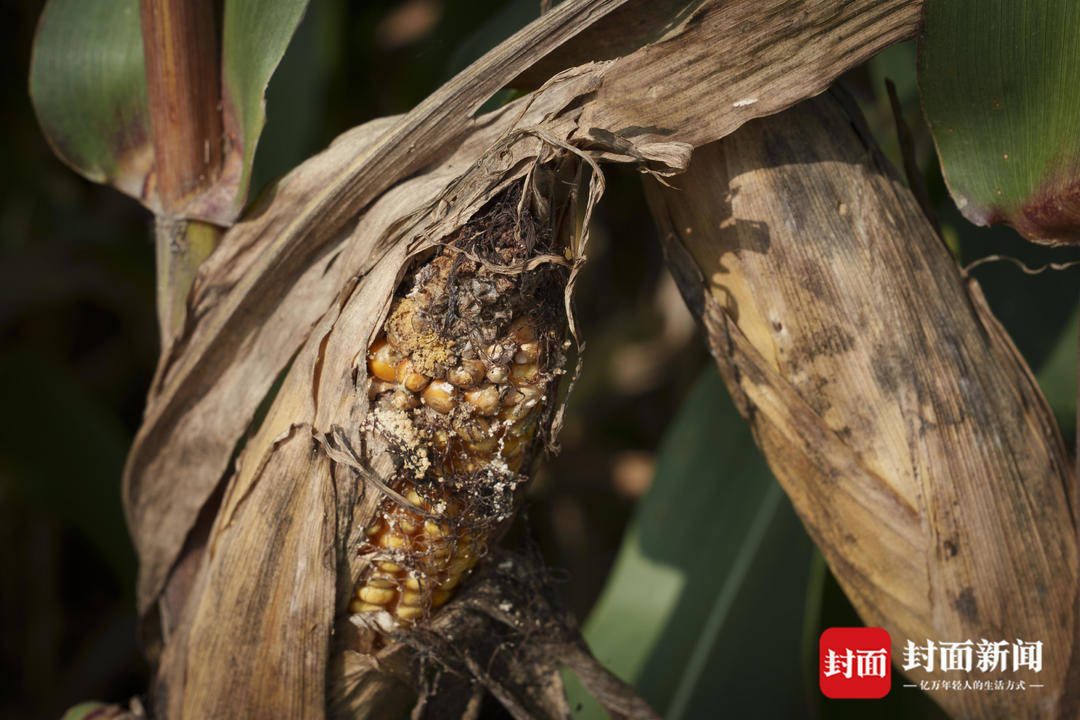 破记录秋雨致玉米发芽霉变，河南焦作种植户泥泞中忙抢收｜图集