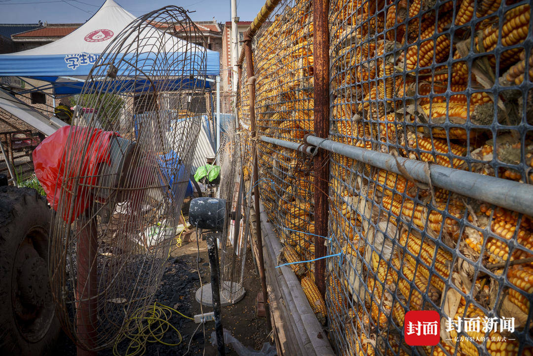 破记录秋雨致玉米发芽霉变，河南焦作种植户泥泞中忙抢收｜图集