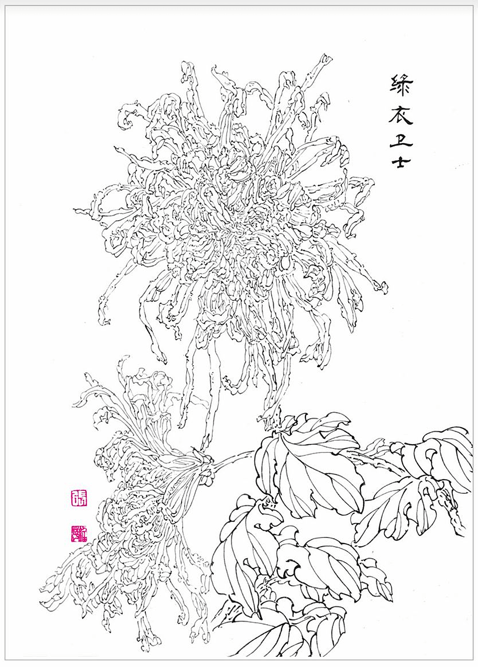 天水书画家张维萍白描菊花,线条里全是秋天的故事