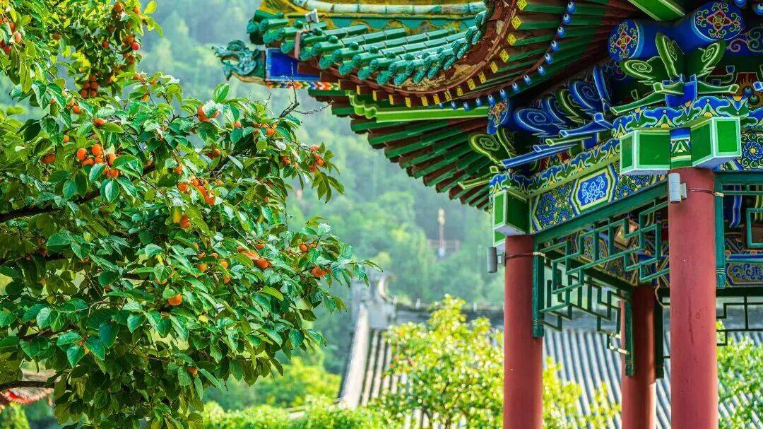 火晶柿子成熟时间
