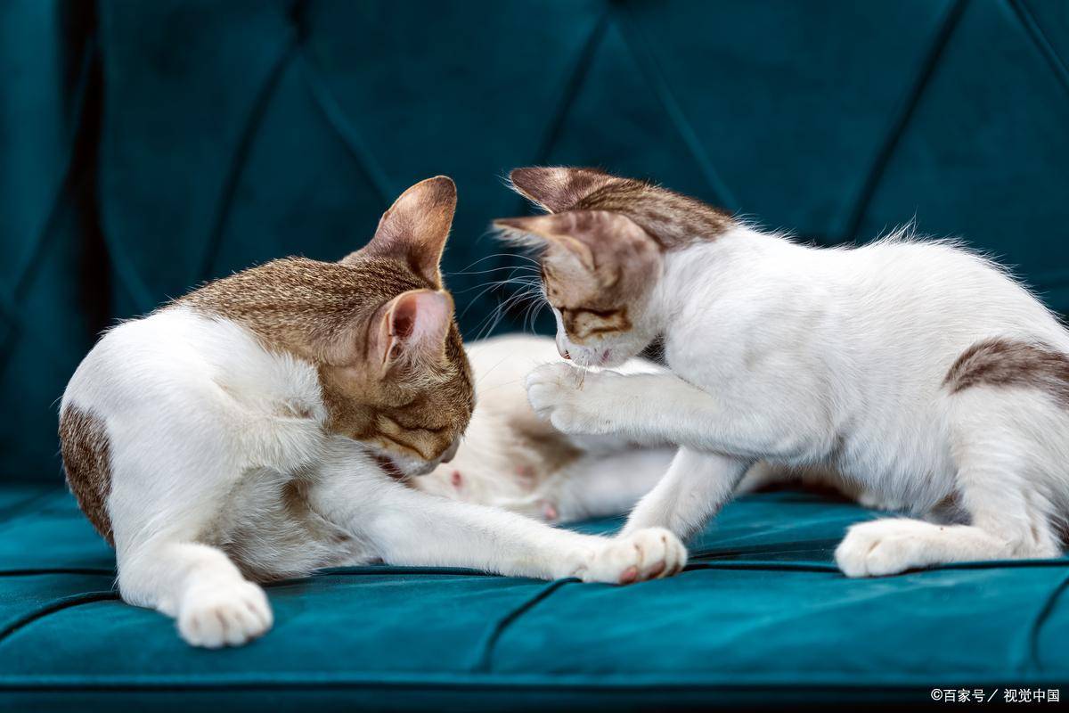 猫咪为什么喜欢蹭脸