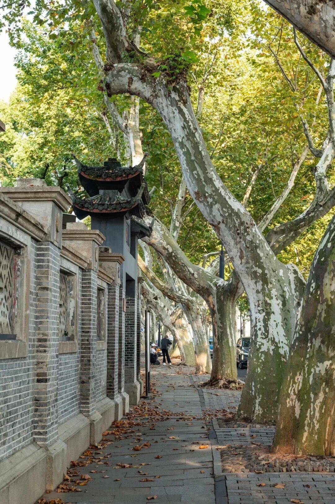 葛岭下的银杏断桥边的残荷保俶塔的剪影都成为一组流动的长镜头
