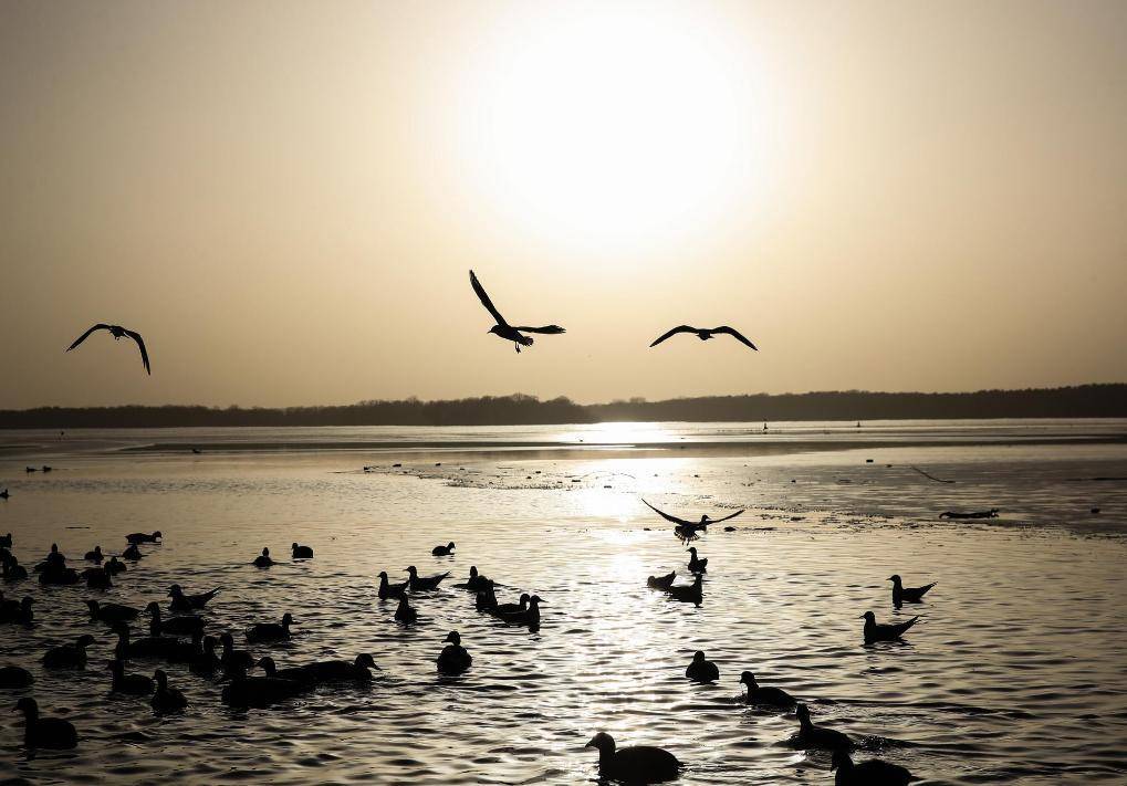 图片[2]-禽流感在德国快速蔓延 已扑杀约40万只禽类-华闻时空