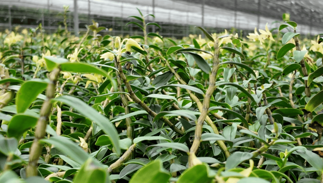 石屏坝心镇：百亩石斛迎丰收 特色产业铺就致富路