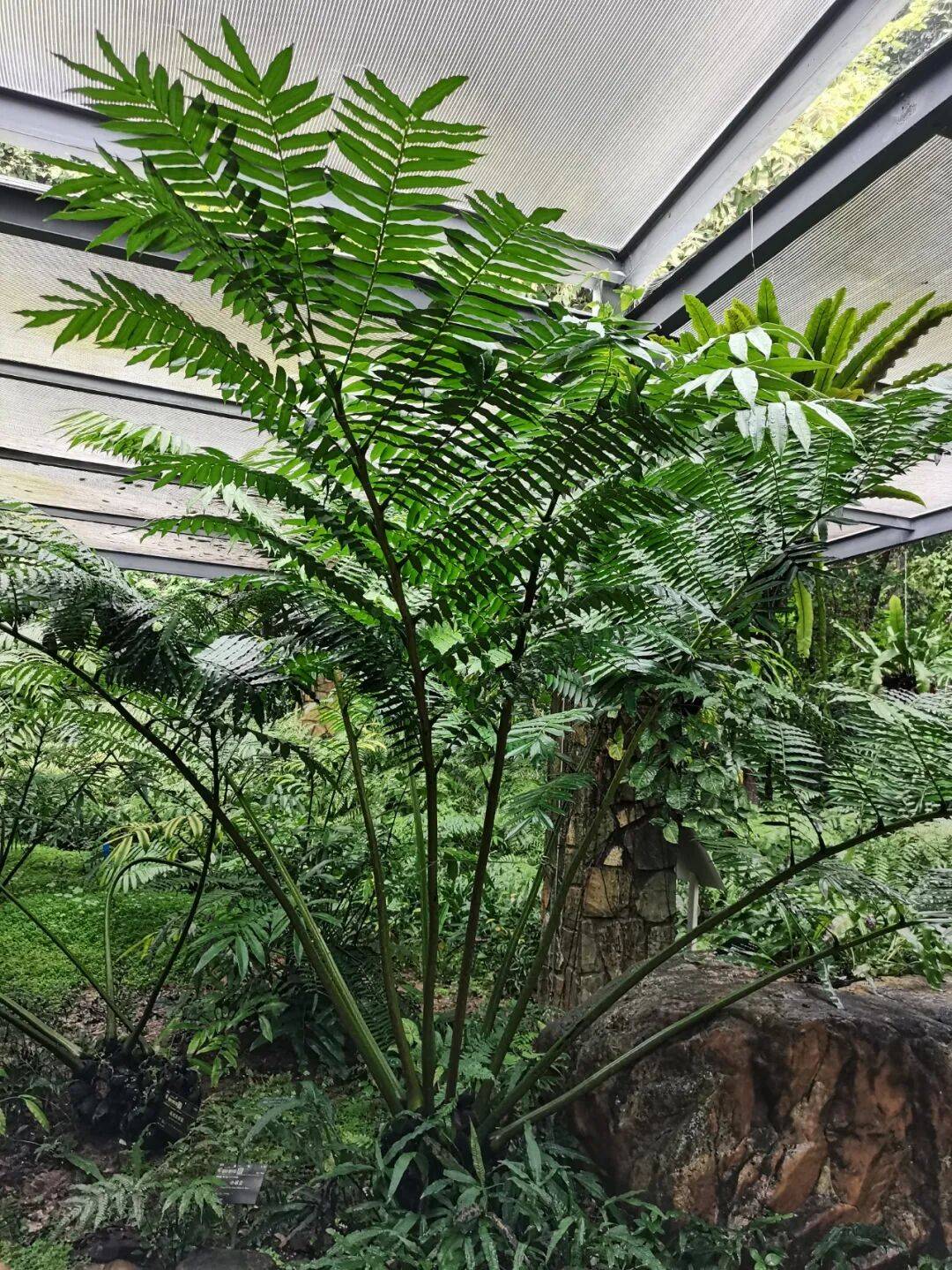 十五种珍稀植物庆十五运