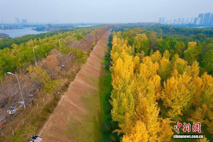 陕西西安:银杏林由绿转黄吸引市民游玩