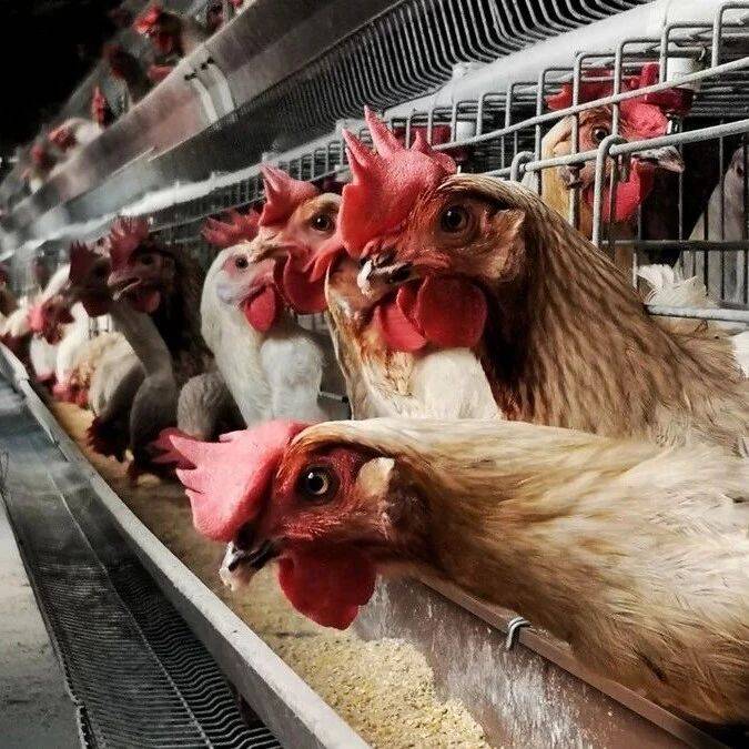 笼养与散养鸡在生产性能、饲养成本、蛋肉品质上的差异分析_方式_脂肪酸_影响