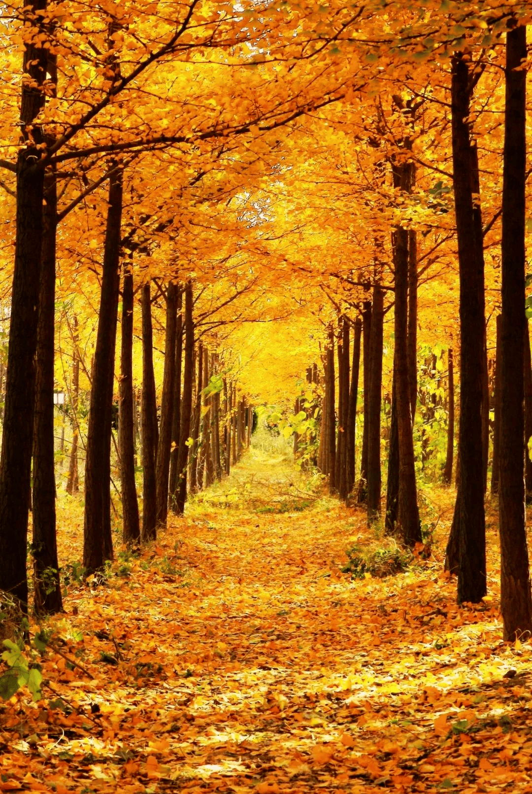 微动秦汉在陕西银杏不止是一道风景更是可感知 可创造的