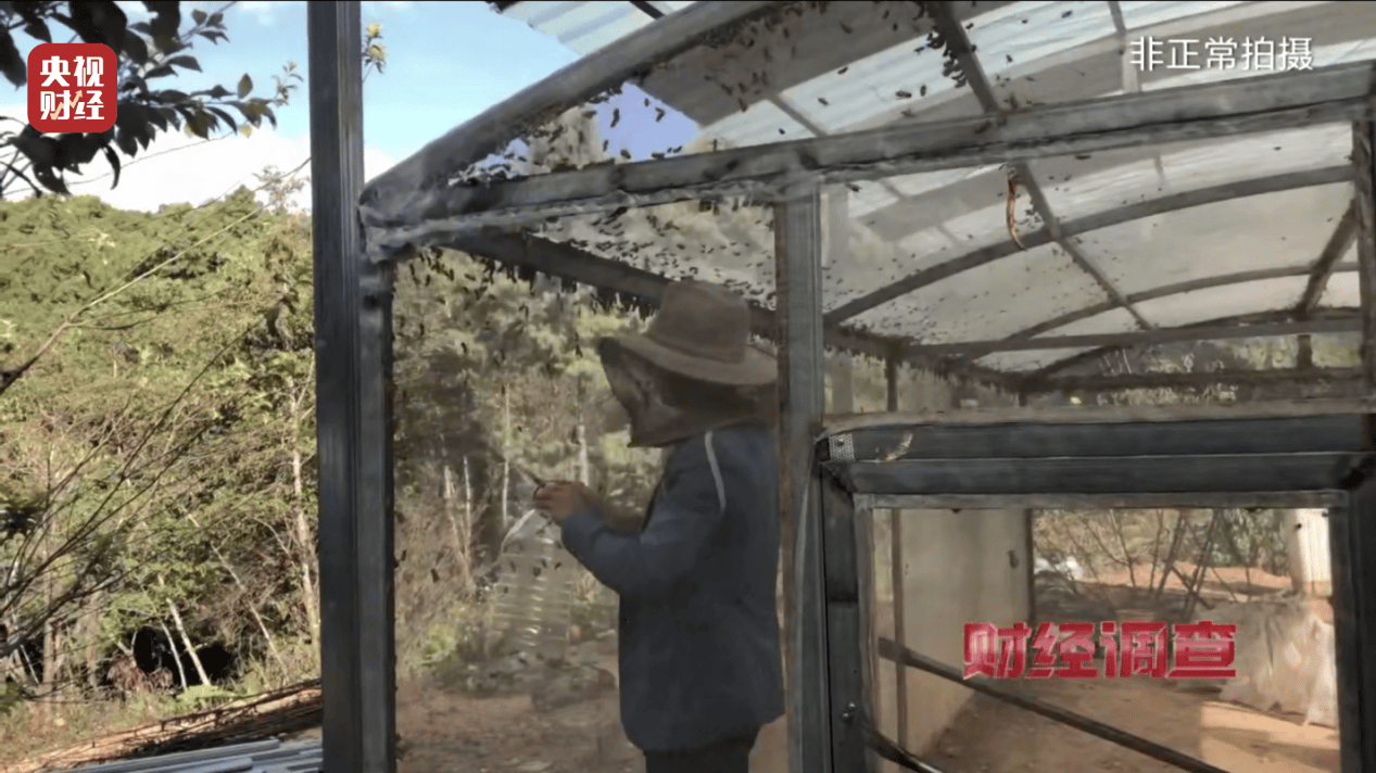 “杀人蜂”散养山头,无序滥养亟待监管,总台《财经调查》曝光→ “杀人蜂”散养山头,无序滥养亟待监管,总台《财经调查》曝光→