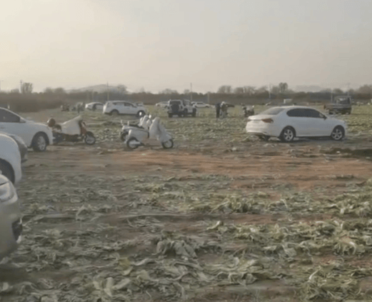 一则谣言毁了近200亩白菜,损失逾百万!责任谁担?