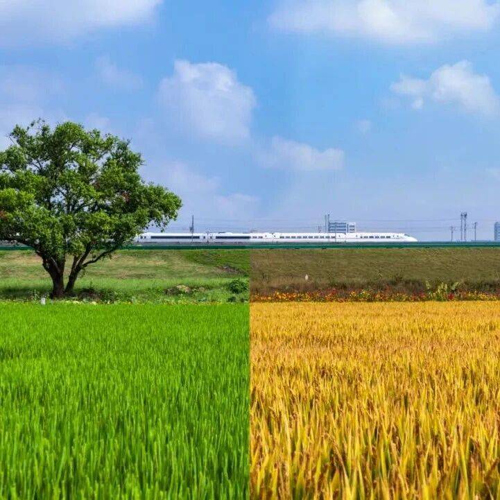 【丰·足食满仓】稻浪翻金,兰花塘高标准农田“丰”景如画_稻田_土地_智慧