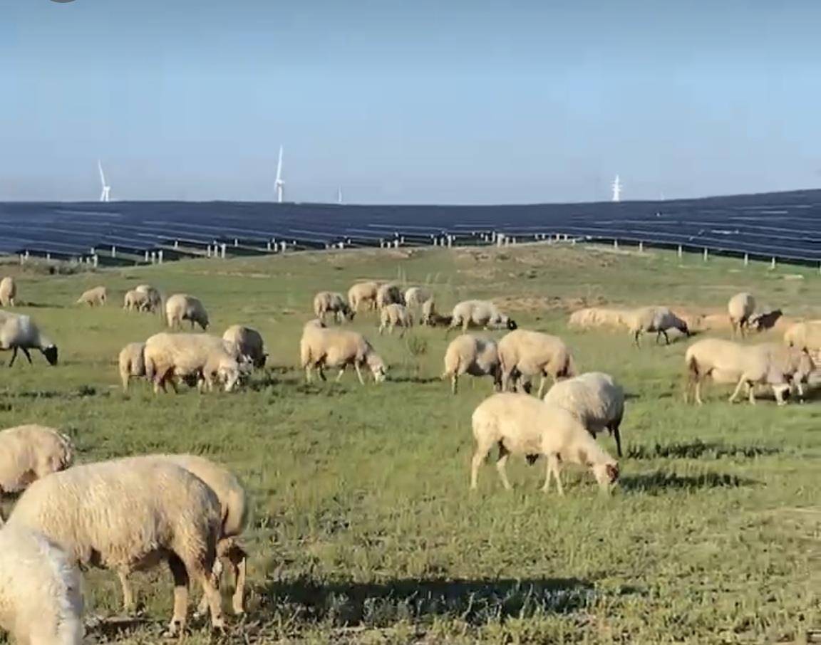 放羊的草原被光伏公司占用，14户牧民起诉自然资源局，胜诉近一年仍未执行，法院回应