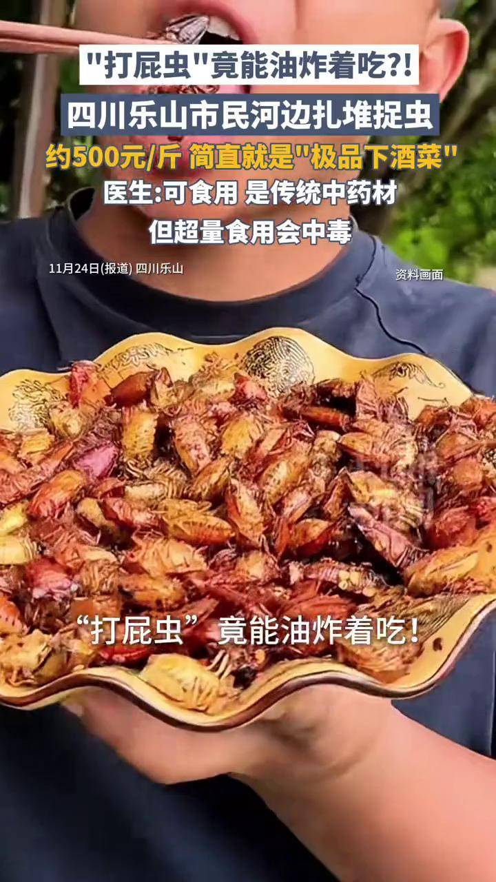 “打屁虫”竟能油炸着吃！四川乐山市民河边扎堆捉虫，约500元/斤，医生：超量食用会中毒