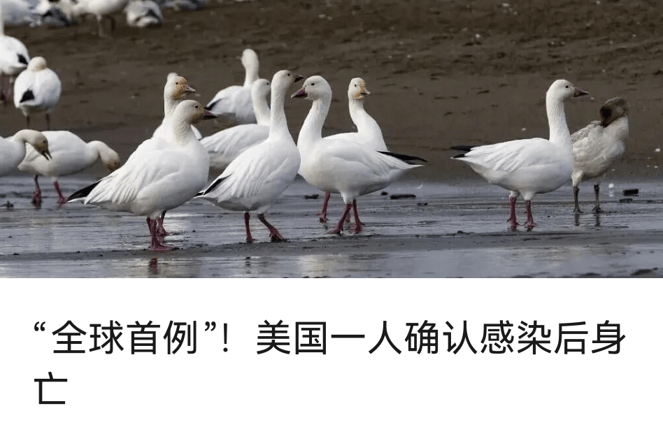 驻日美军基地毒蜘蛛“疑似外溢”