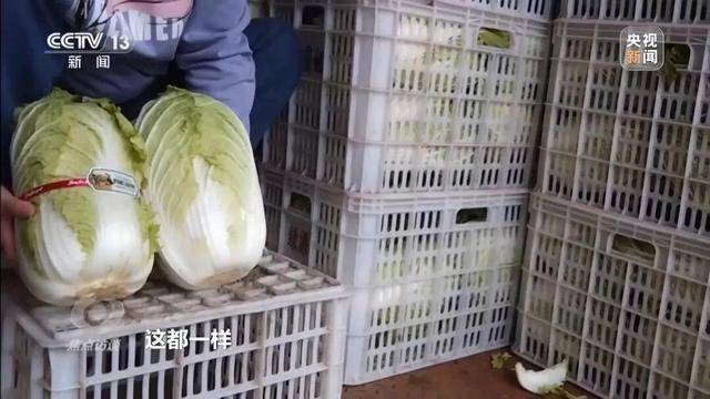 155元一棵白菜和9毛一斤的白菜一样?央视起底套牌菜