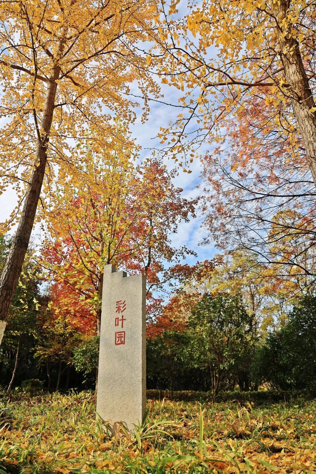 冬韵初显,来徐州市植物园打卡美景吧