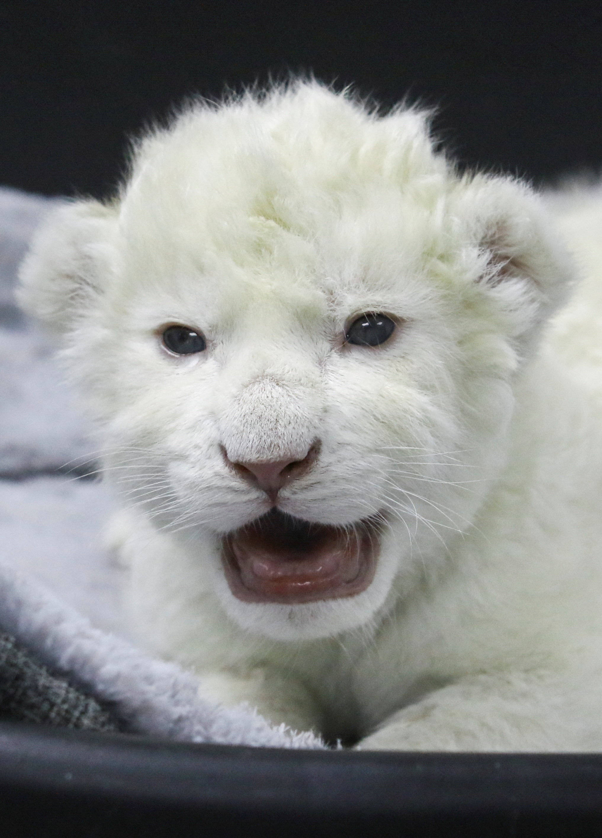 拉斯德利西亚斯动物园的白狮宝宝