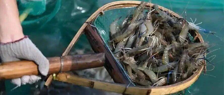 父子携手筑梦沃野 生态青虾“蹦”出合肥乡村振兴致富路_王利_养殖_王亚龙