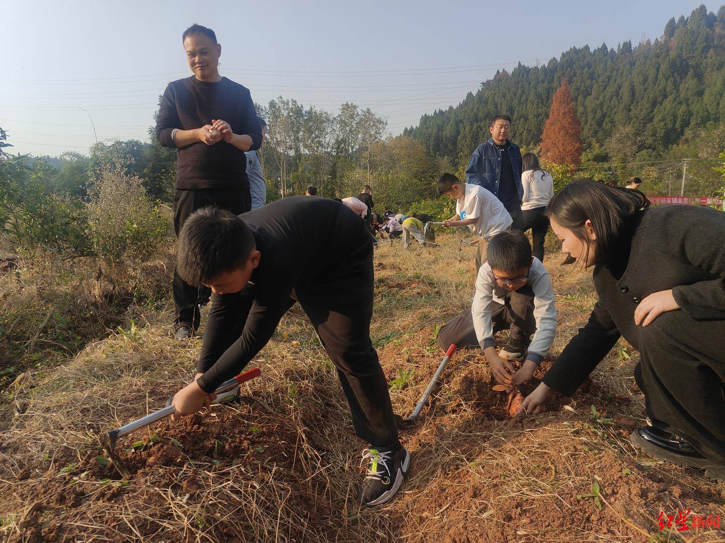 9.9元红苕随便挖，有人15分钟挖了50斤！参与者：很累，但很值得