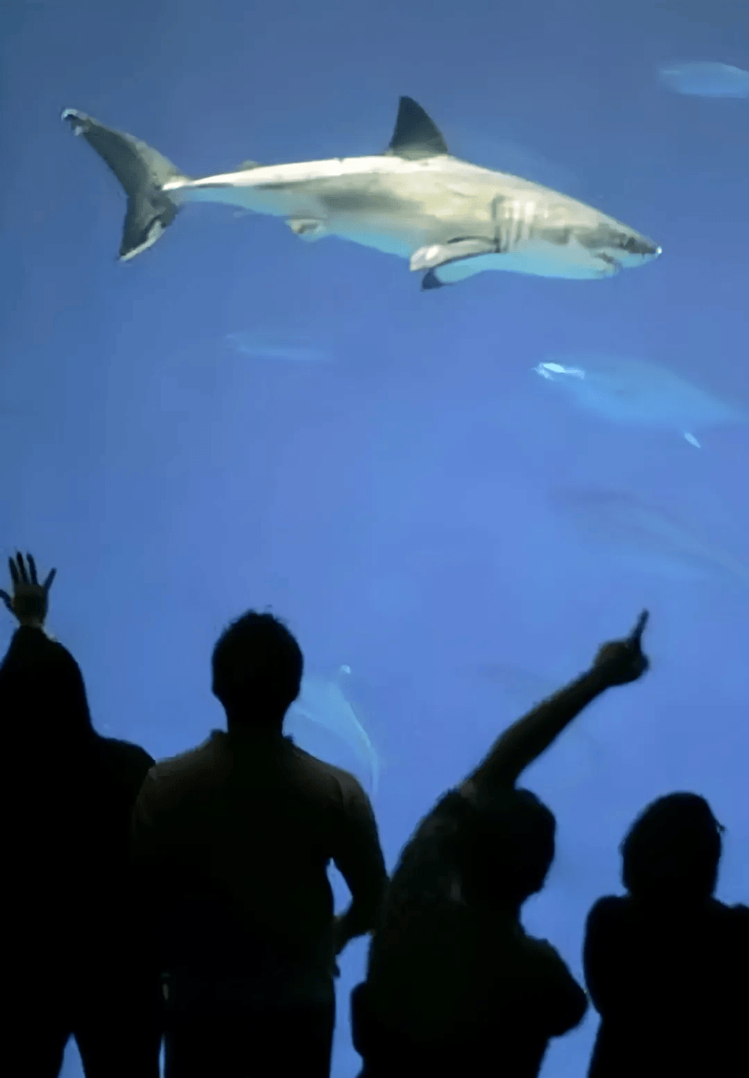 最长圈养纪录仅6个月,全世界的海洋馆为何搞不定一条大白鲨?