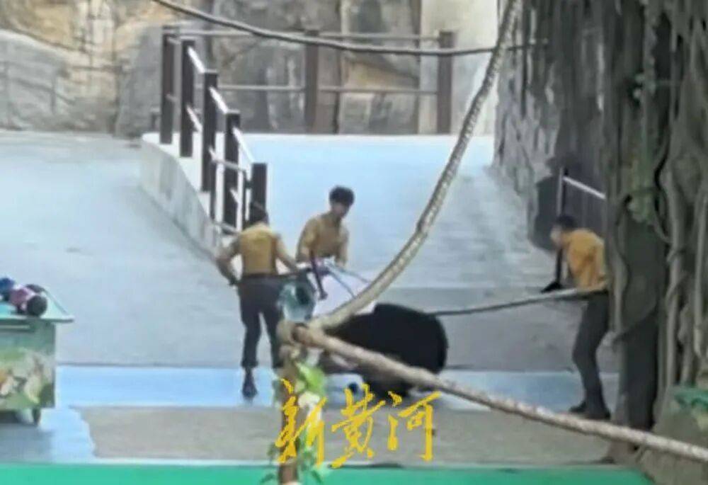 杭州市富阳区对杭州野生动物园“黑熊事件”作出处理:黑熊表演永久性停止、驯养员停职转岗