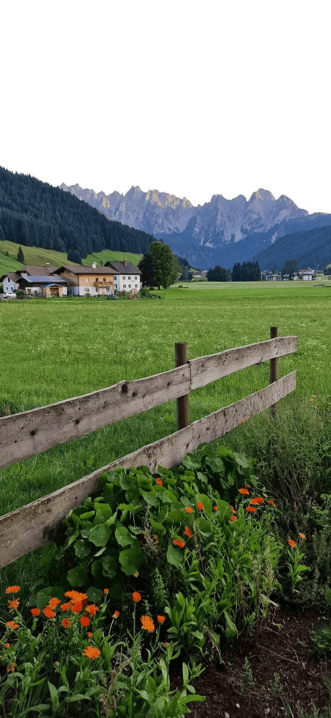 来一期好看的绿色系壁纸