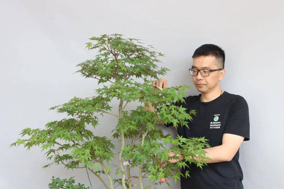 扬州工匠,扬州市技能大师工作室领办人,扬派盆景技艺省级代表性