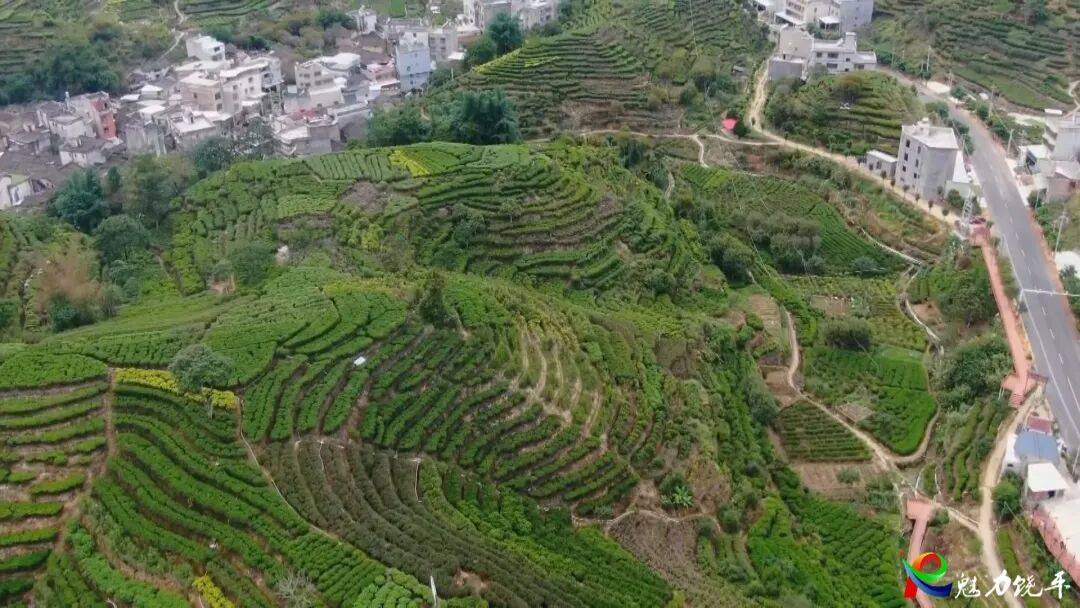 【聚焦“百千万工程”】扎实推进“社村”合作试点 加速释放茶叶产业全链条发展动能