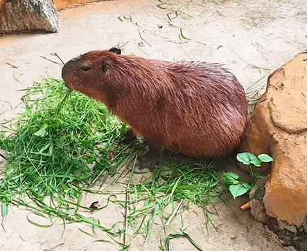 一胖成名!这家动物园,没有动物,全是"猪"宝宝