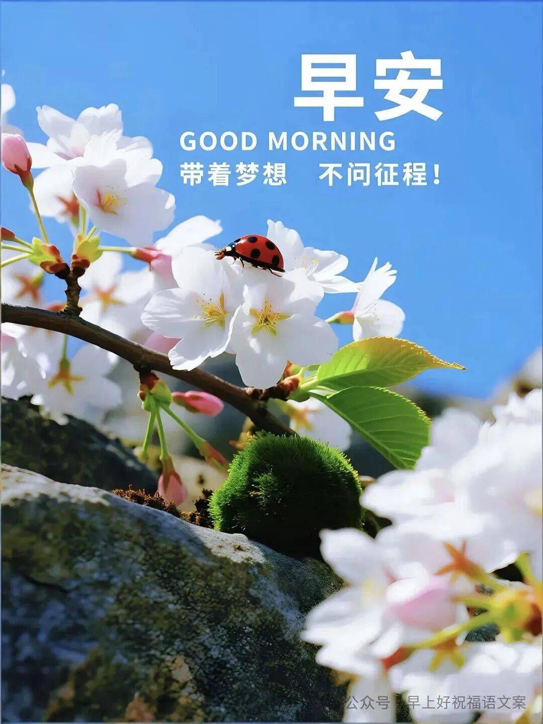 2025年12月24日最新版早上好漂亮的问候祝福早安祝福图片身体倍加好