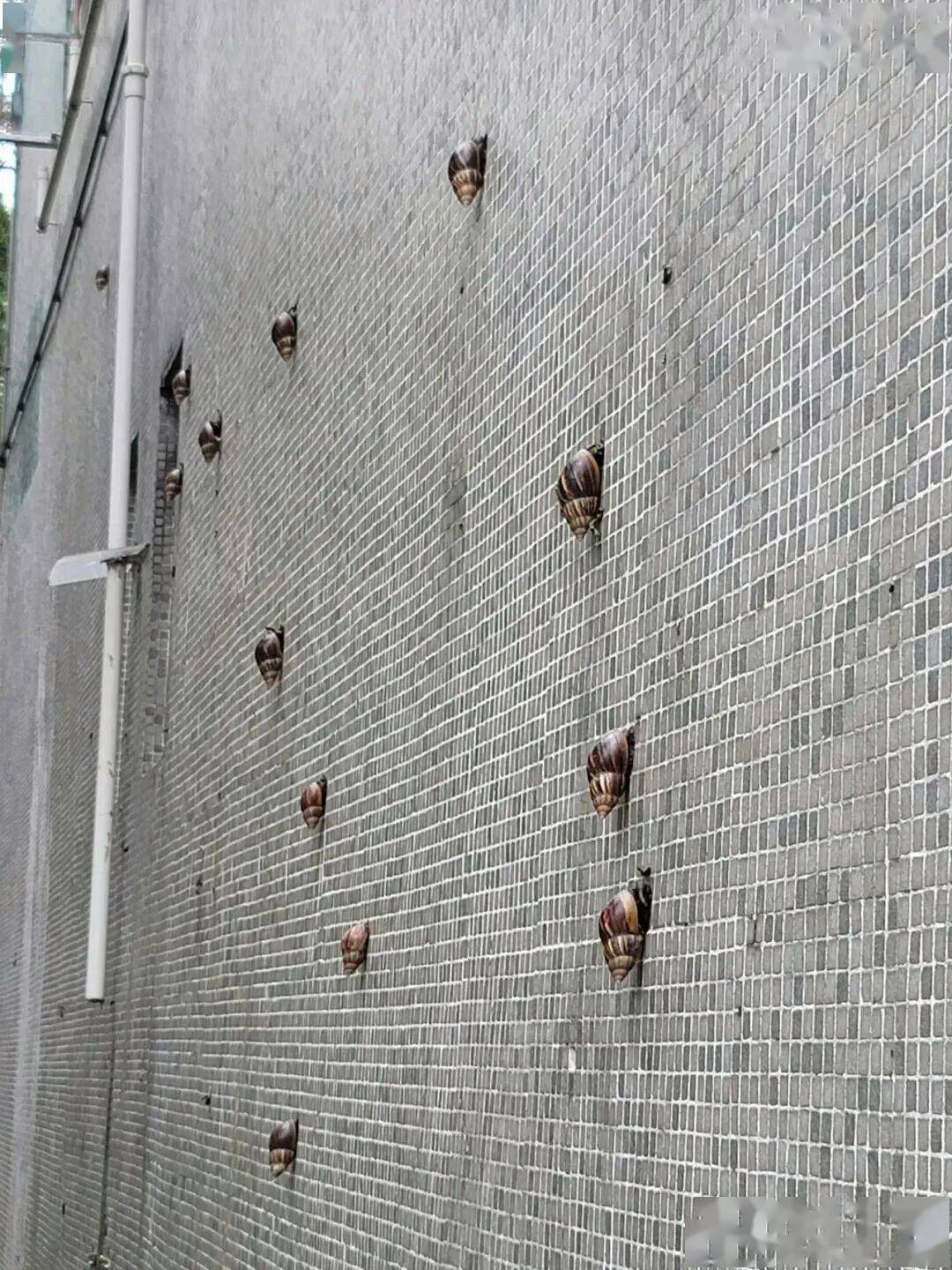 0已登陆更凶猛的新蜗牛正在悄悄取代它的前辈
