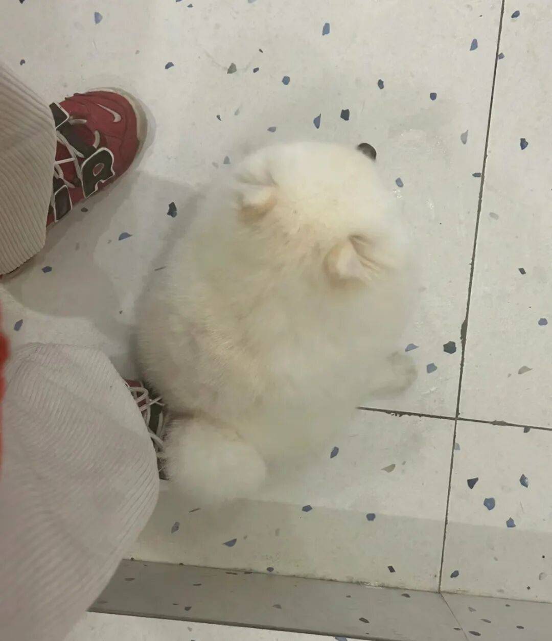 博美_小家伙_脚背