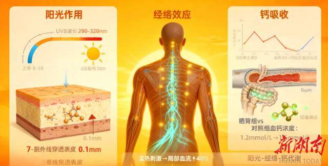 冬天晒背真能补钙?中医专家揭秘“阳光维生素”的正确获取方式_皮肤_合成_紫外线