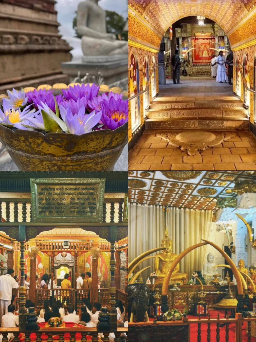 乐行族宁波独立团|境外游|斯里兰卡8天|含机票】3月1日（鱼骨亲情带队）邂逅锡兰的微笑| 印度洋上的岛屿明珠！_搜狐网