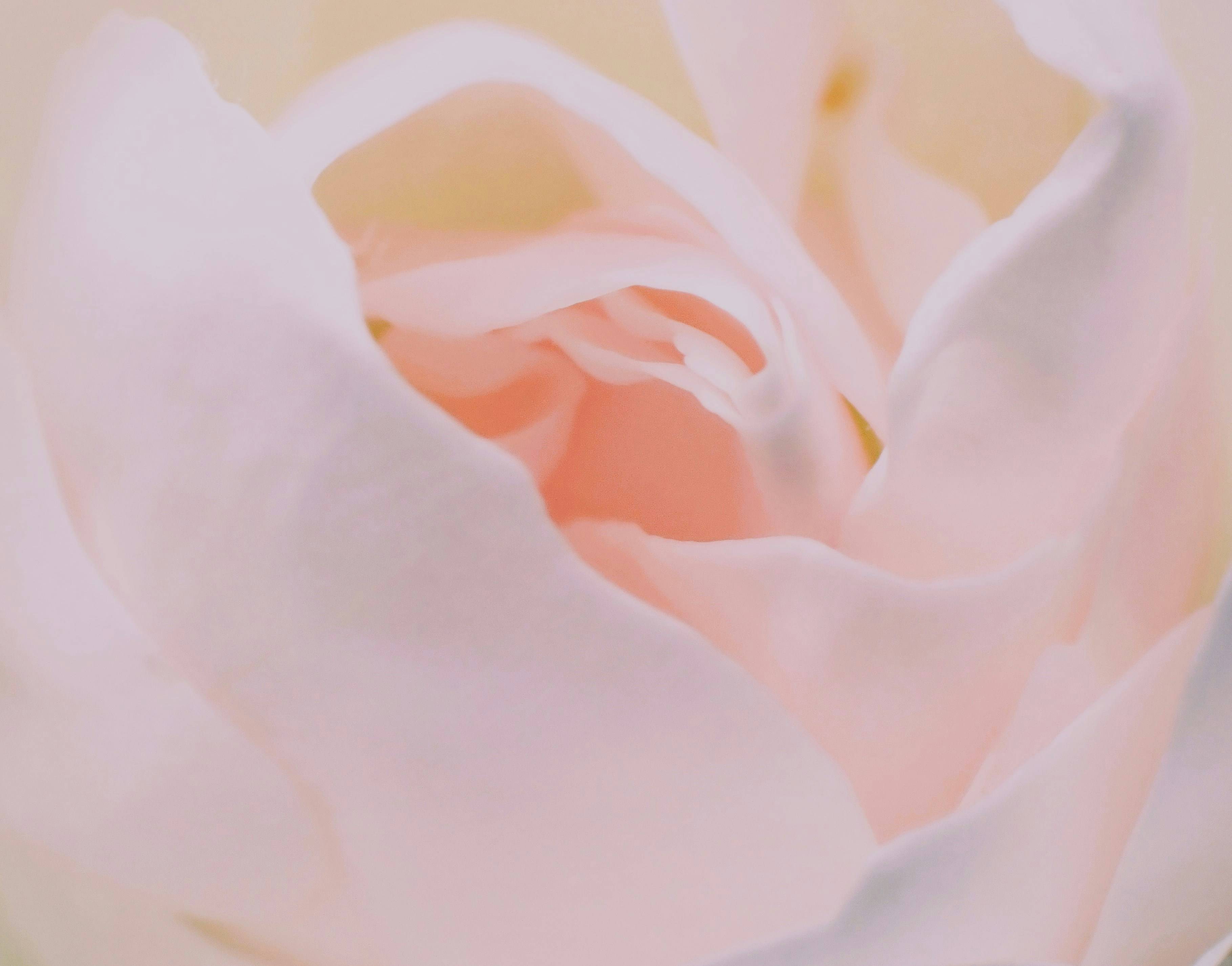 Blackpink全员回归！新专辑《DEADLINE》发布，出道十周年震撼来袭_搜狐网