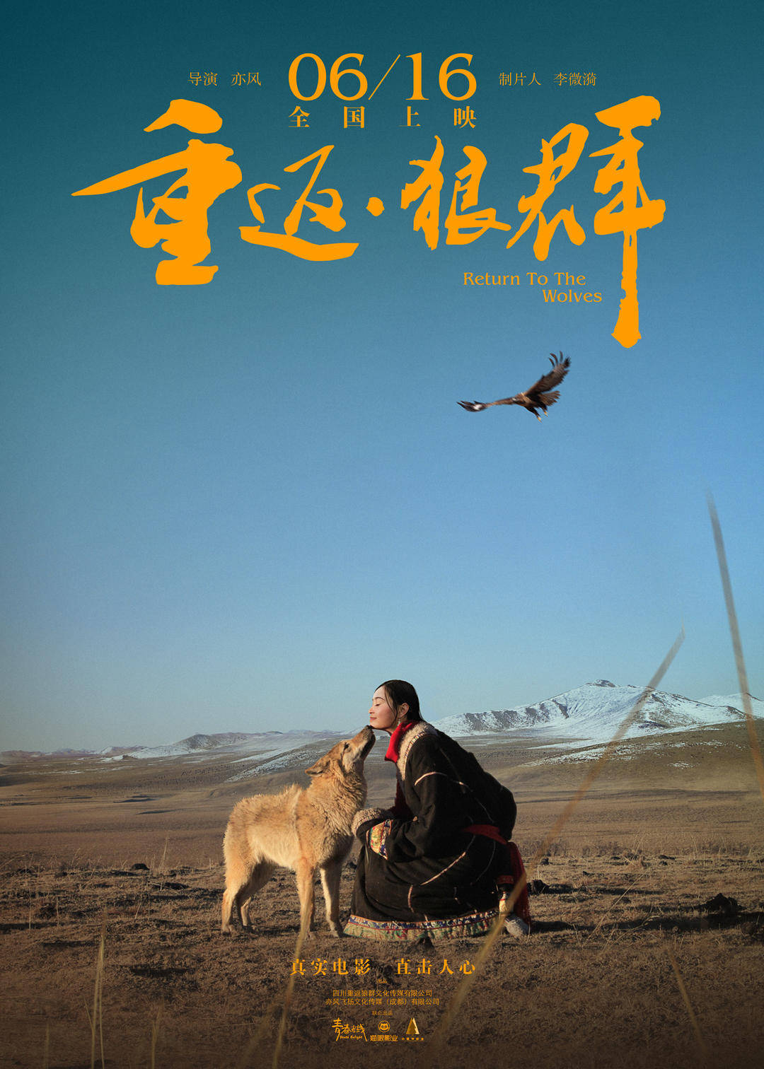 当我们为一头狼落泪的时候,我们在渴望什么?_李微漪_格林_藏獒