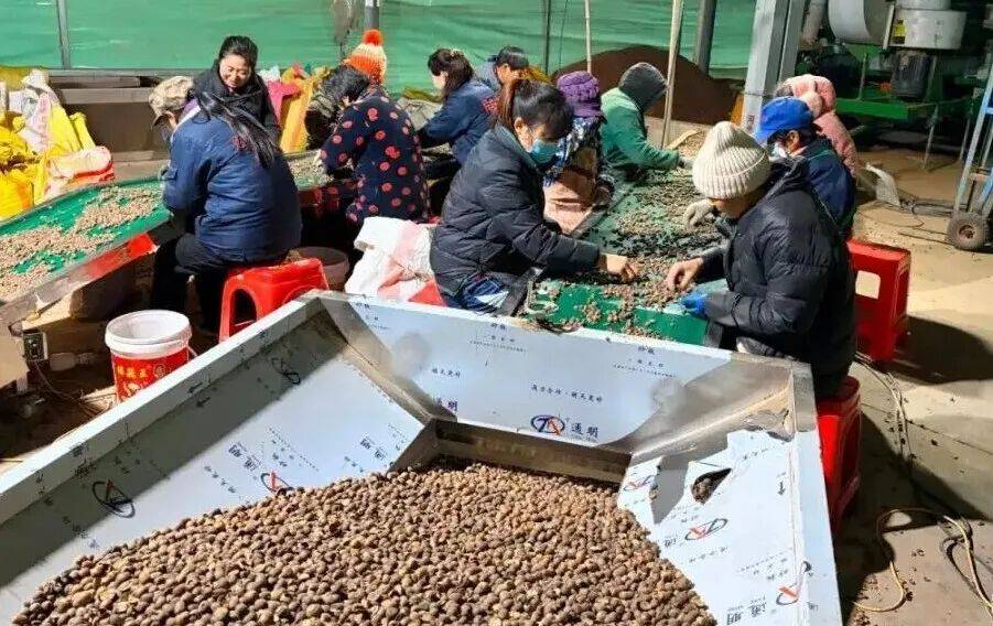 新年开门红！竹山优质橡子仁启航韩国，背后有何“出海密码”？_外贸_市场_国际
