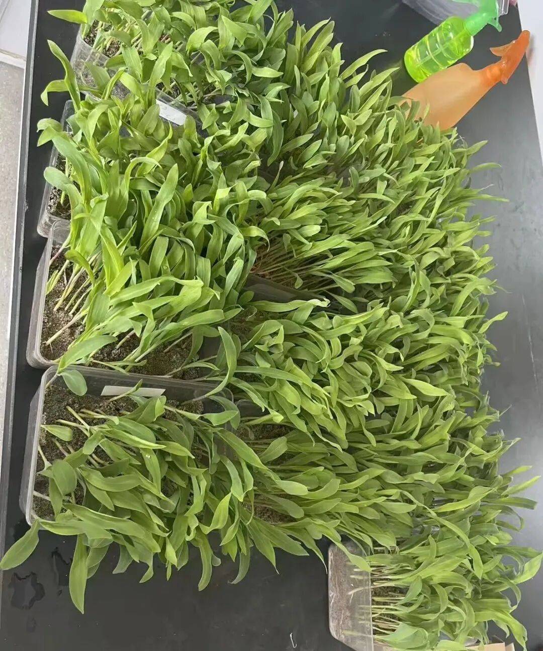 普洱市连续8年以A级成绩顺利通过农业农村