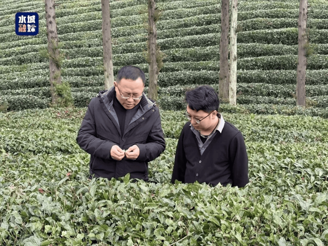 代表委员风采录 | 省人大代表刘兴：把论文写在茶山 把履职落在实处