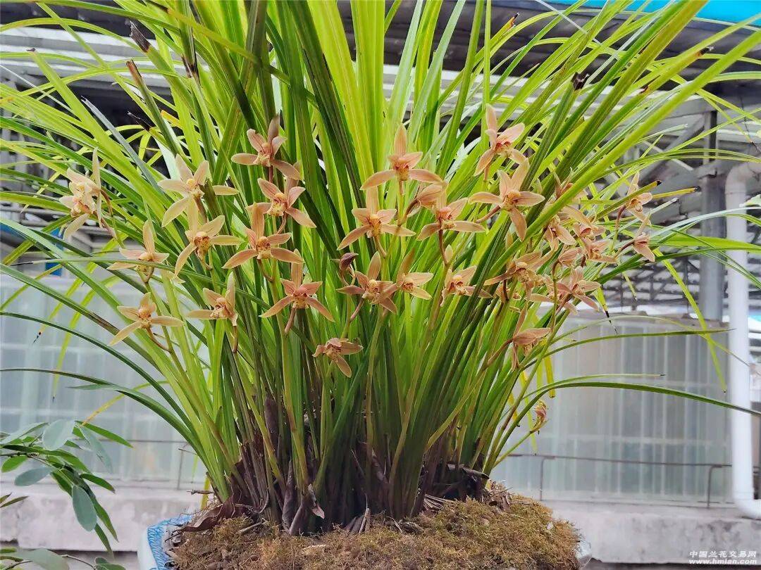 秋芝的狂野_本站_管富_兰友