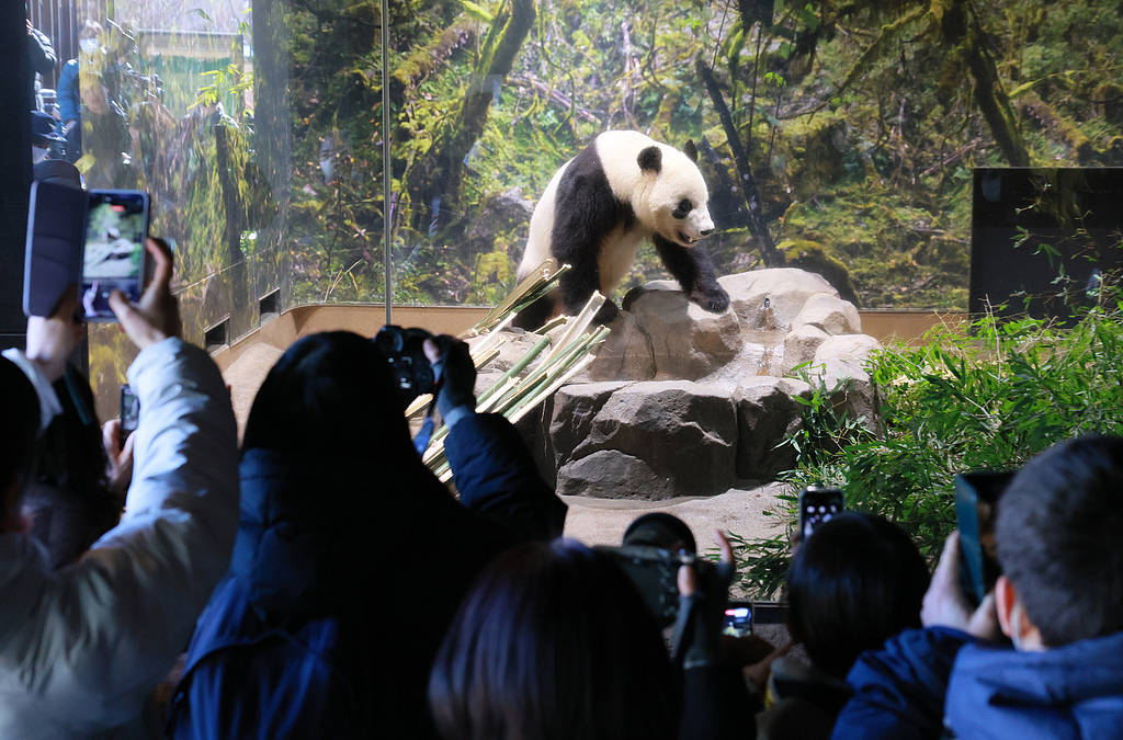 “想跟它们说‘谢谢，再见’”日本民众惜别大熊猫“晓晓”和“蕾蕾” -华闻时空