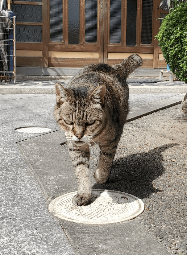 网友遇到一只面相极凶的猫,以为是恶霸,试着叫过来...猫:人!快摸我!不准停!_@lain_长相_压迫感