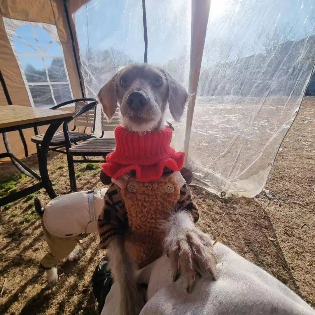 图片[2]-不生孩子的韩国年轻人，花几千元送狗上学？-华闻时空