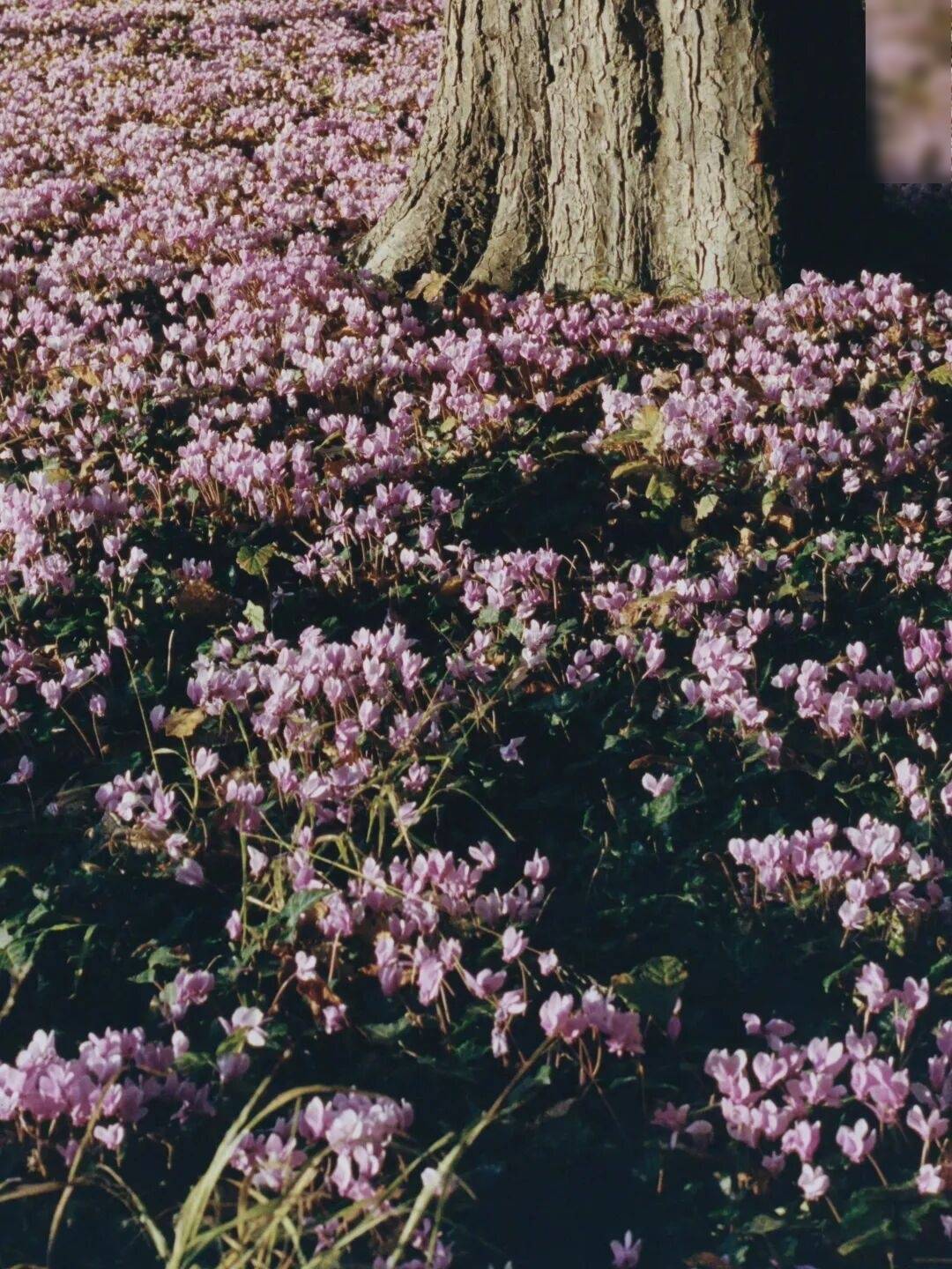 Jonathan_Anderson在DIOR的高级订制首秀，玩出了什么“花样”？